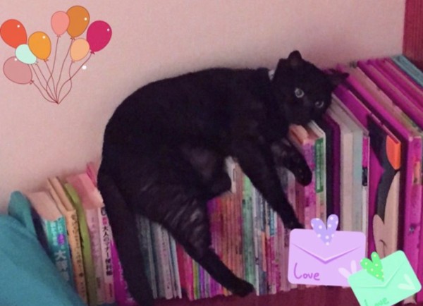 猫 黒猫 クロたんの写真