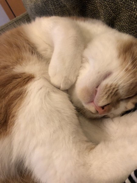 猫 茶白トラ マロンの写真