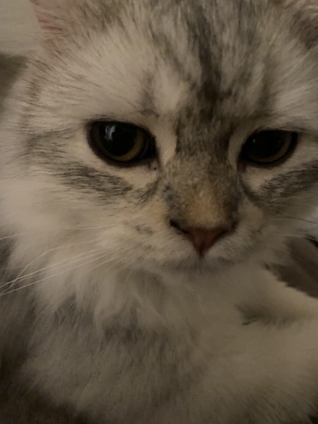 猫 セルカークレックス メルルの写真
