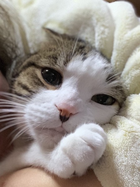 猫 スコティッシュフォールド アポロの写真
