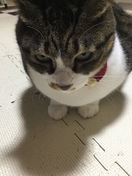 猫 キジトラ レオ　の写真