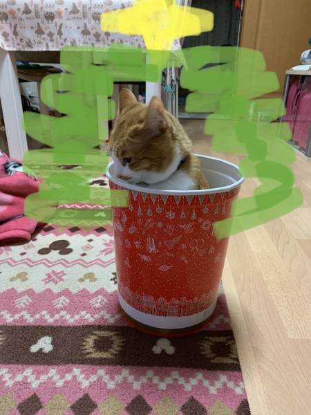 猫 茶トラ ラムの写真