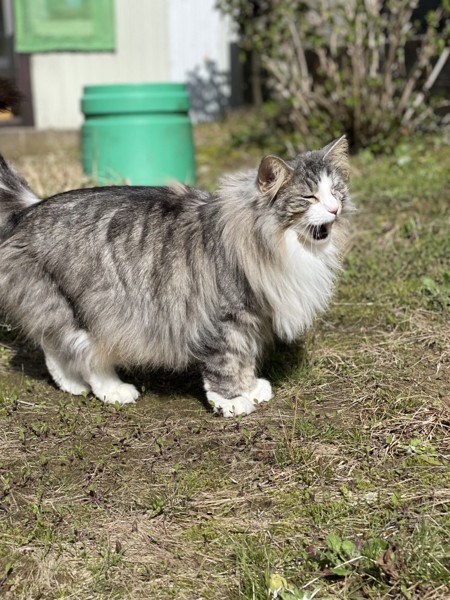 猫 ノルウェージャンフォレストキャット プルの写真