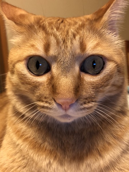 猫 茶トラ ぽっちゃの写真