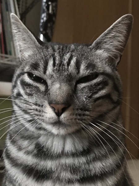 猫 サバトラ かりんちゃんの写真