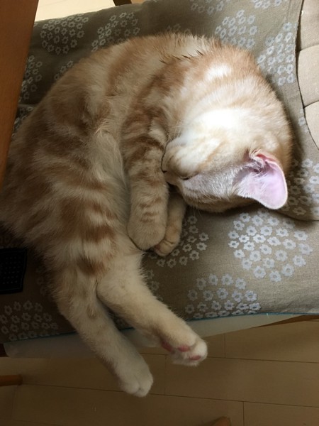 猫 スコティッシュフォールド うづきの写真