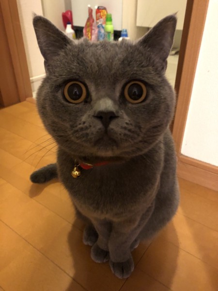 猫 ブリティッシュショートヘア ひろ太の写真