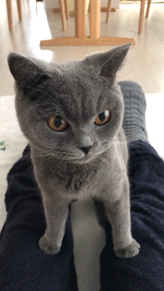猫 ブリティッシュショートヘア アムルの写真