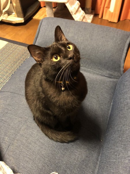 猫 黒猫 琥珀の写真