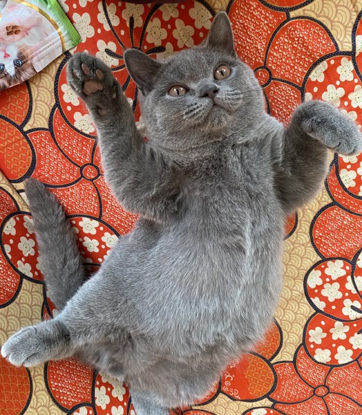 猫 ブリティッシュショートヘア ジョージの写真