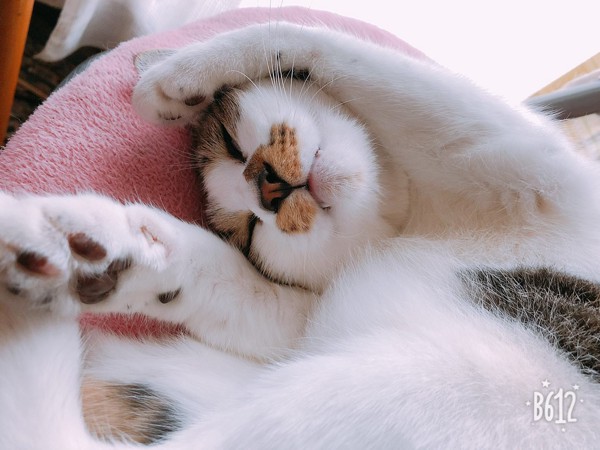 猫 サバシロ ショコラの写真