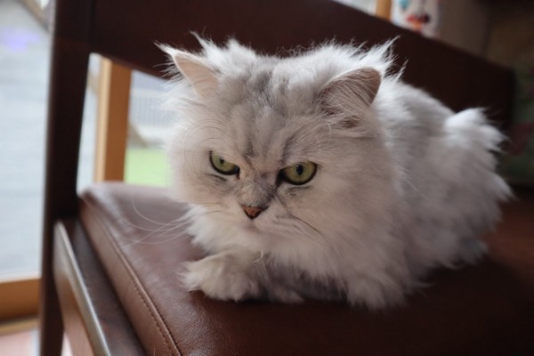 猫 チンチラペルシャ 華の写真