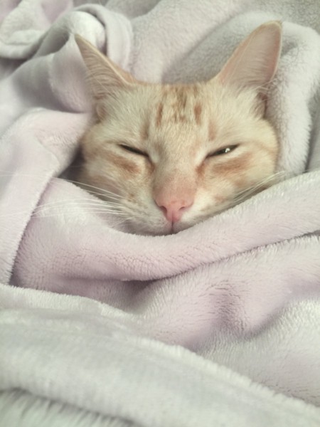 毛布でヌクヌクする猫