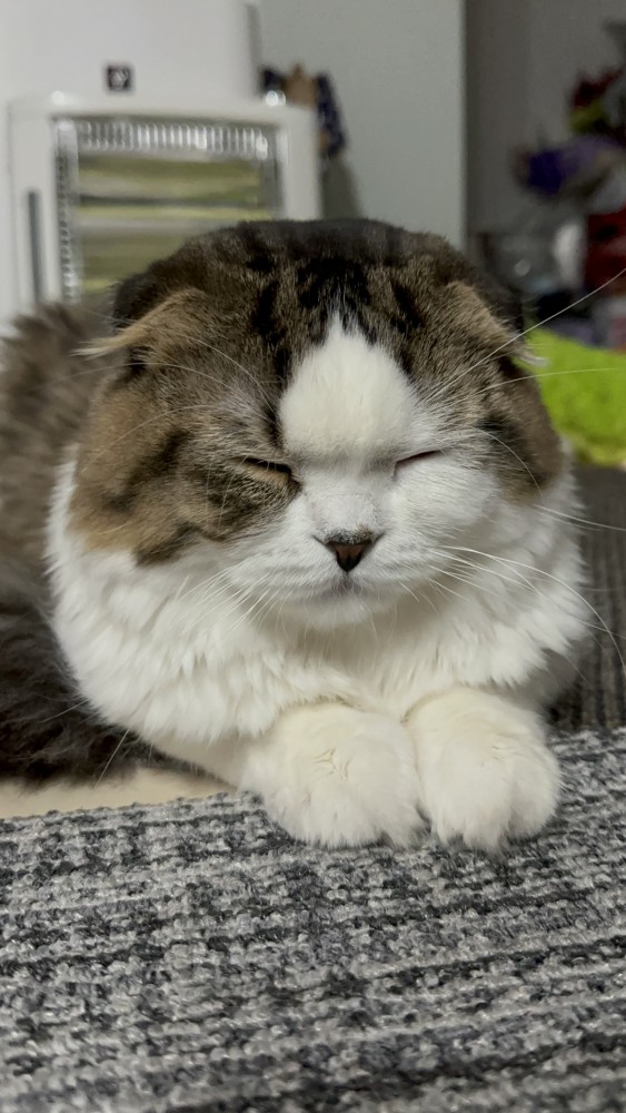 猫 スコティッシュフォールド メロンの写真