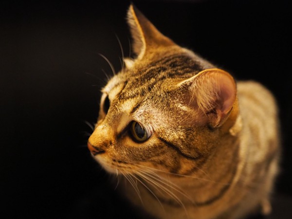 猫 キジトラ 虎（トラ）の写真