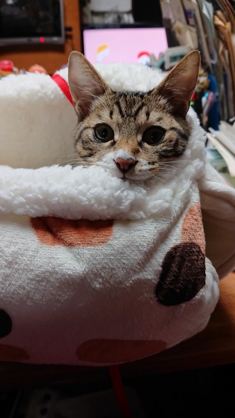 猫 三毛猫 レイちゃんの写真