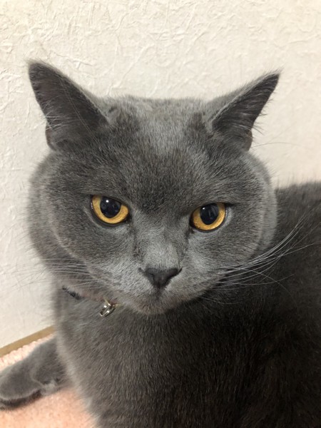 猫 ブリティッシュショートヘア アビィの写真