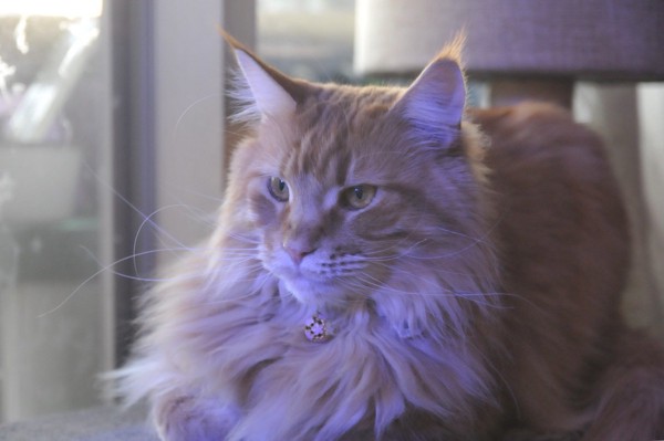 猫 メインクーン マリーちゃんの写真