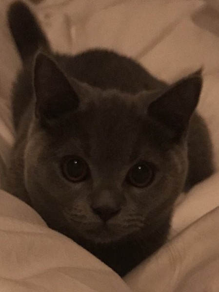 猫 ブリティッシュショートヘア マロニーの写真