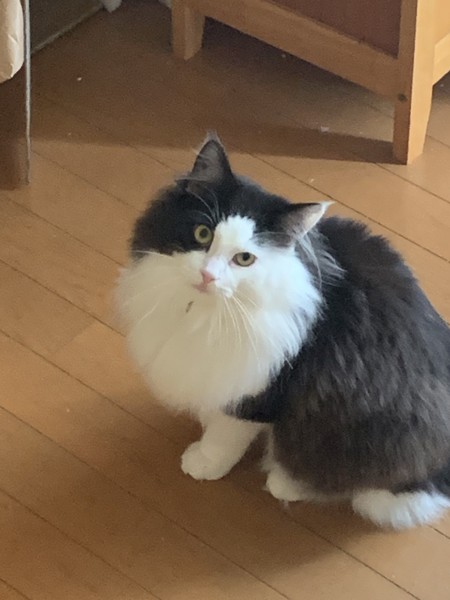 猫 ノルウェージャンフォレストキャット メメの写真