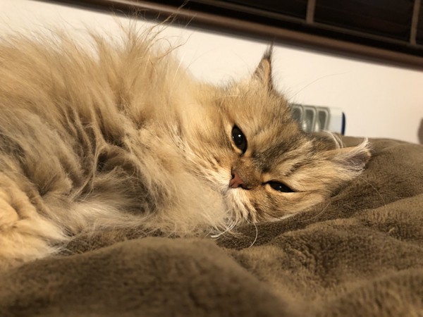 猫 チンチラペルシャ ファーファの写真