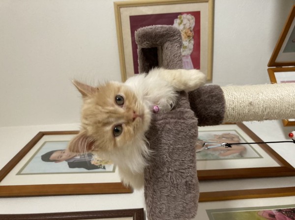 猫 スコティッシュストレート リリアの写真