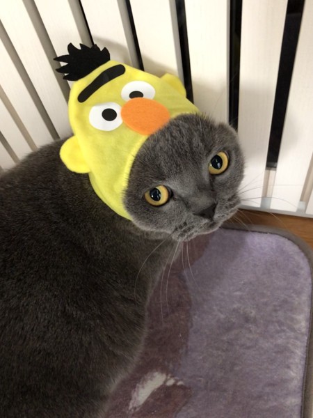 猫 ブリティッシュショートヘア マルオの写真