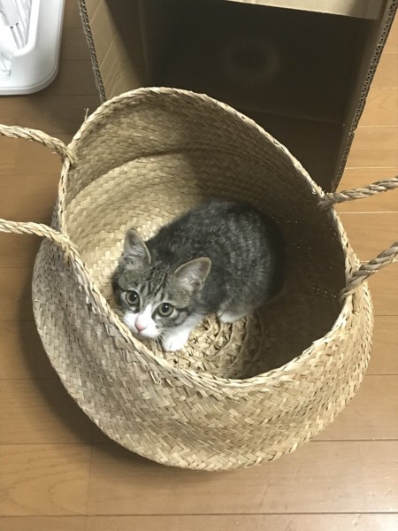 猫 キジシロ メルの写真
