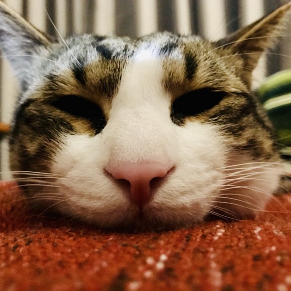猫 キジシロ ベルの写真