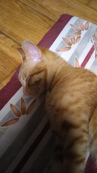 猫 オシキャット 茶々丸の写真