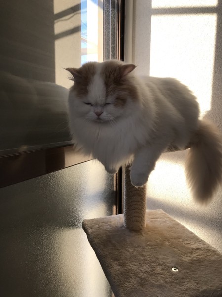 猫 ミヌエット うりの写真