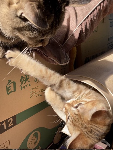 猫 キジトラ ミーの写真