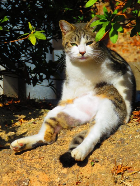 猫 サバシロ ボスの写真