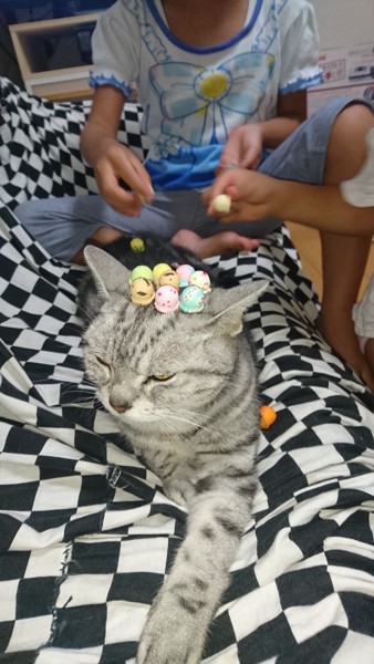 猫 アメリカンショートヘア マヨの写真
