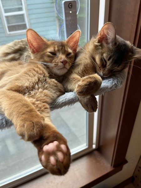 猫 ソマリ アクア&マリンの写真
