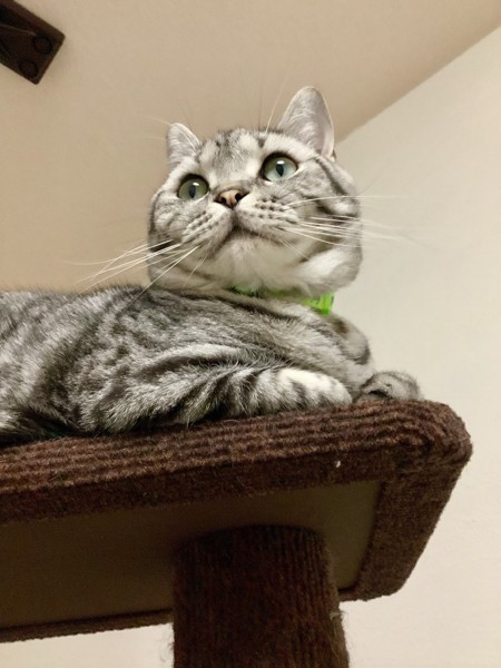 猫 スコティッシュフォールド 銀太郎の写真