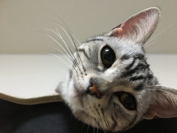 猫 アメリカンショートヘア モモの写真