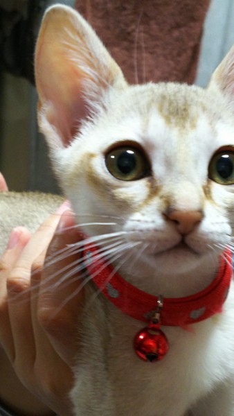 猫 シンガプーラ 麦ちゃんの写真