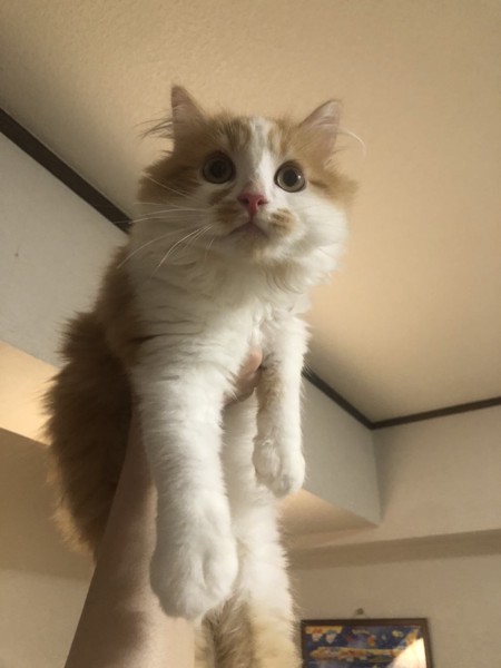 猫 サイベリアン ミントの写真
