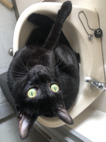 猫 黒猫 キキの写真