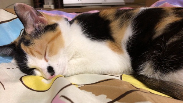 猫 三毛猫 ミケ子の写真