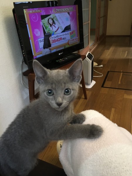 猫 ロシアンブルー リサの写真