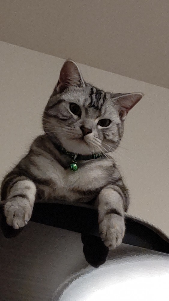 猫 アメリカンショートヘア ゴロの写真