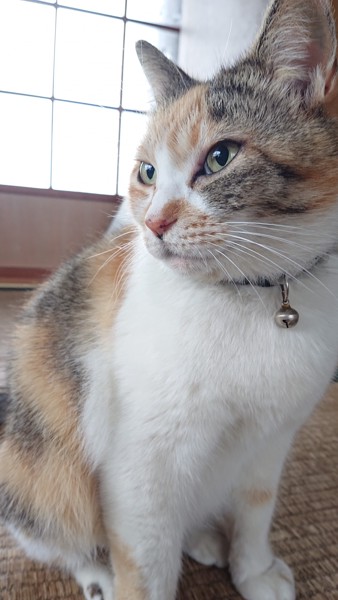 猫 三毛猫 ペロの写真