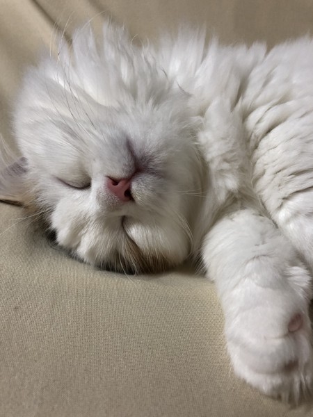 猫 マンチカン シャンテの写真