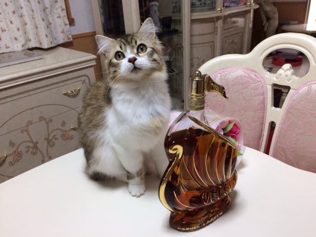 猫 ラガマフィン ミーシャの写真