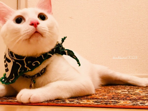 猫 白猫 珍の写真