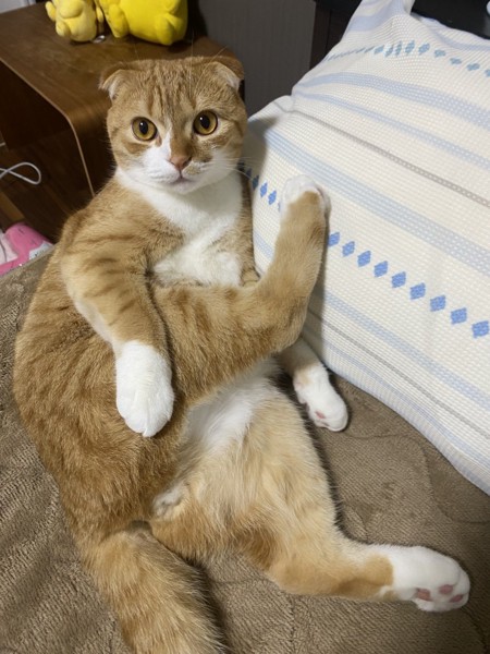 猫 スコティッシュフォールド 颯太の写真