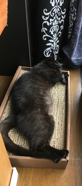 寝転ぶ黒猫