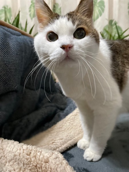 猫 キジシロ 寅次郎の写真